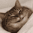 brattydivinist