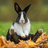 bunniboy