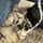 fish.cat