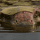 FossilizedToast