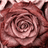 rose_gold8414