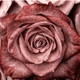 rose_gold8414
