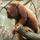 howlermonkey
