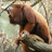 howlermonkey