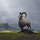 the_lonely_goat