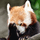 yourredpanda