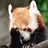 yourredpanda