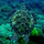 sacred_turtle16