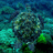 sacred_turtle16