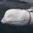 freewhale