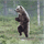 bay_bear