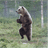 bay_bear