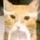 dncow_
