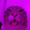 decheesedandcrippled