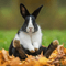 bunniboy