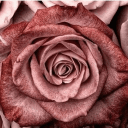 Rose_Gold🌹