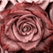 rose_gold8414