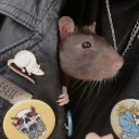 AnOkayGaymer[Harrus]