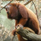 howlermonkey7843