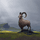 the_lonely_goat