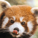 redpandasweg