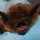 Shiba Miharu (cOwOnnie)