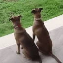 casinodragon -Nyssa Duskveil