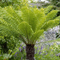 Priest Of Fern