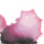 asticon