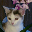 .jirel