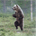 bay_bear