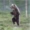 bay_bear