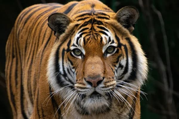 Kaelin "Redmaw" Torvann background