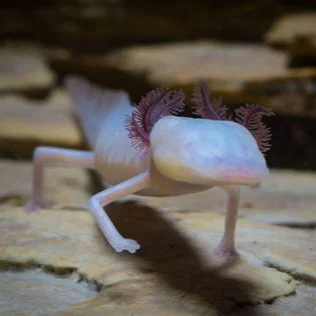 Sal