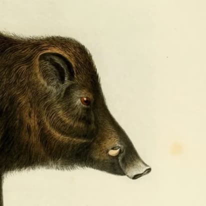 Günakesi Cainìshé