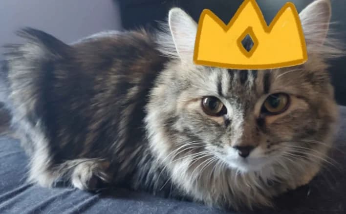 King Kitty